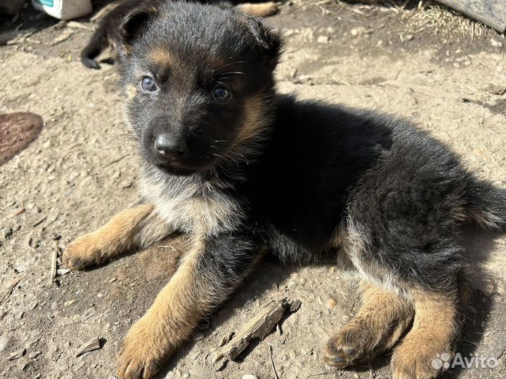 Щенки немецкой овчарки