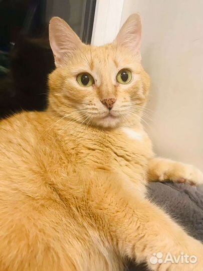 Рыжая кошка Веснушка в дар