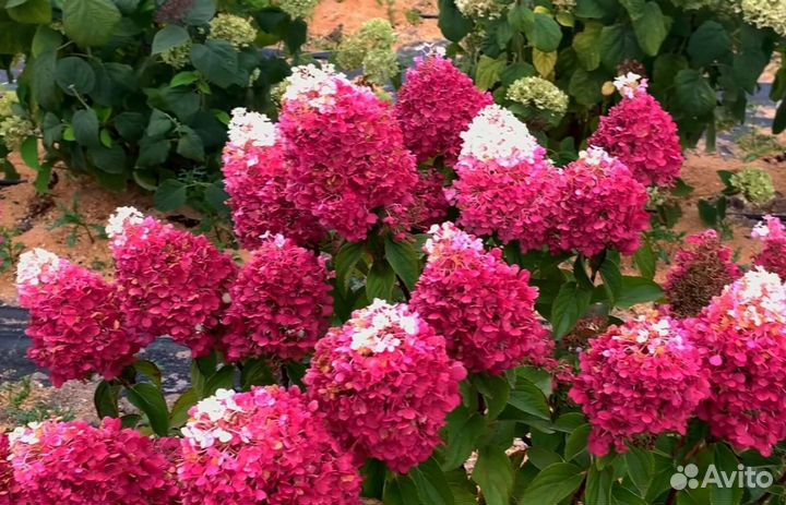 Королева сада - Гортензия