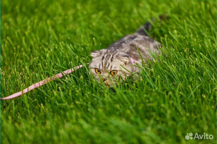 Рулонный газон под ключ