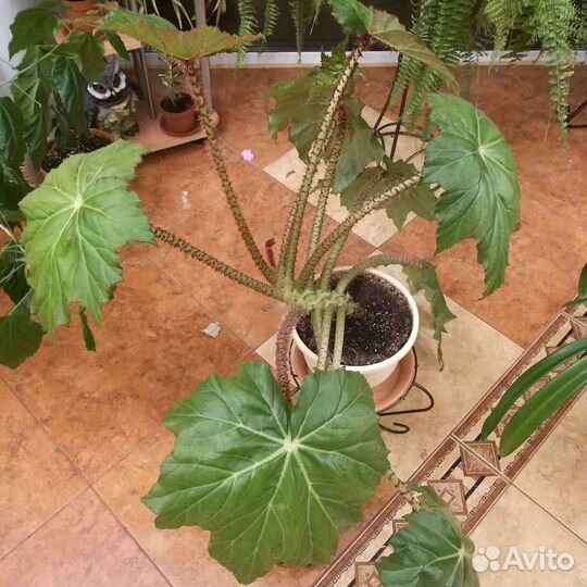 Бегония кленоволистная