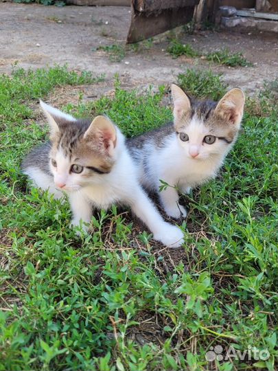 Котики добрым людям