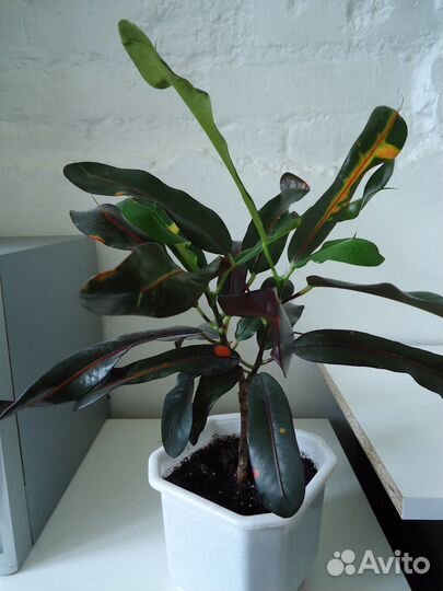 Кротон мамми