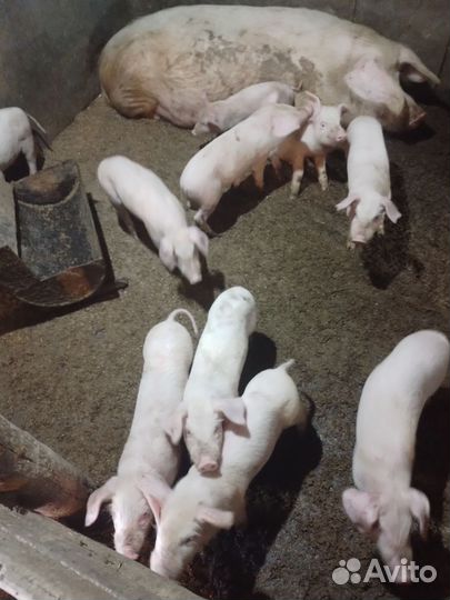 Поросенок ландрас