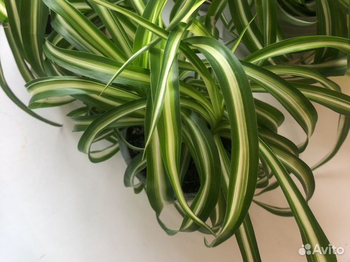 Хлорофитум