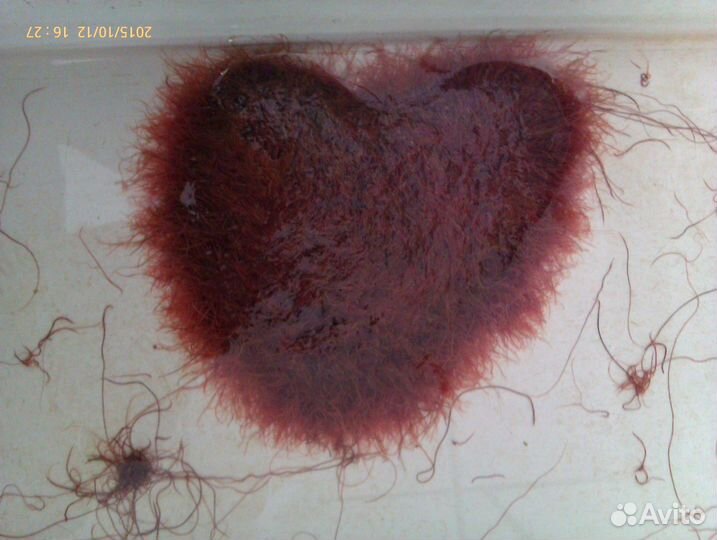 Корм для рыбок 30 видов артемия, хлопья, трубочник