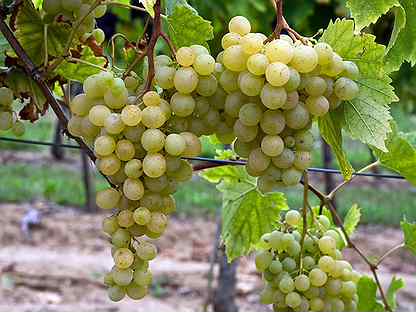 Саженцы неукрывной виноград Супага 5 литров