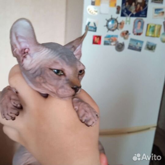 Канадский сфинкс котенок