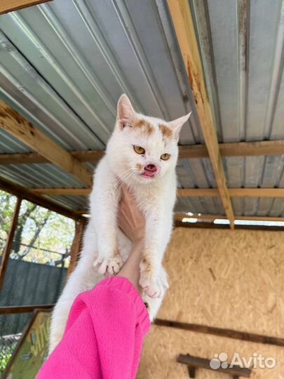 Кот без носа по имени Гарри