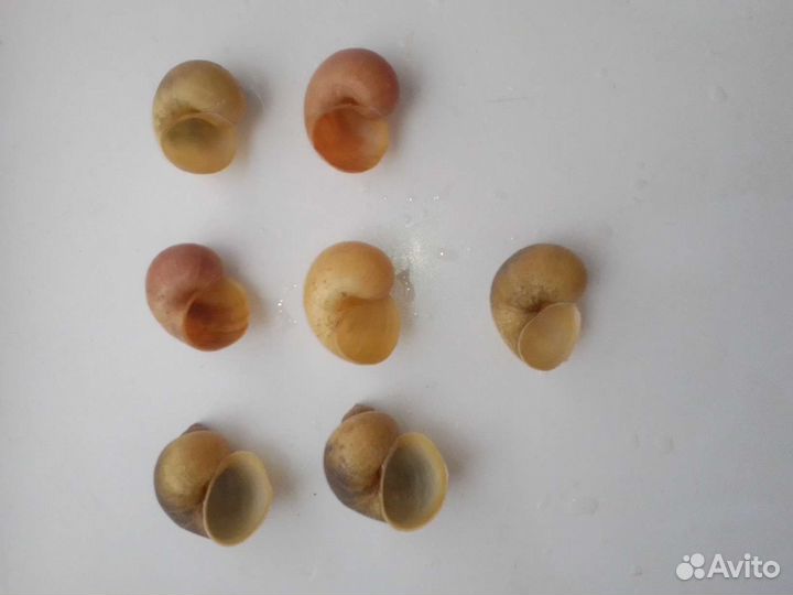 Морская звезда и ракушки