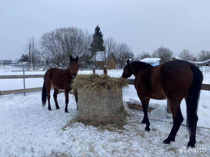 Постой лошадей