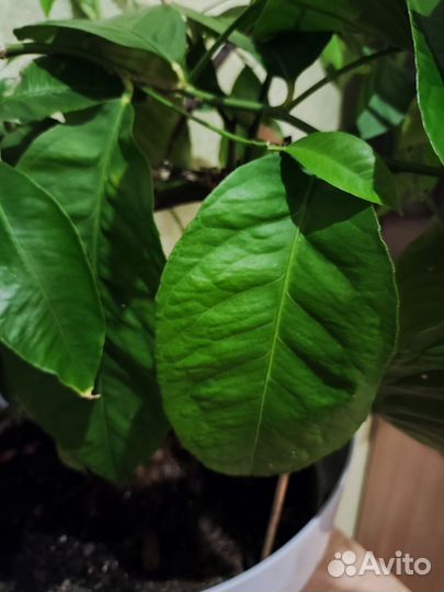 Лимонное дерево