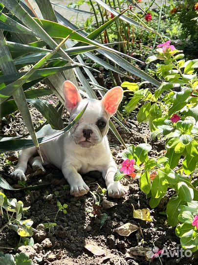 Французский бульдог девочка
