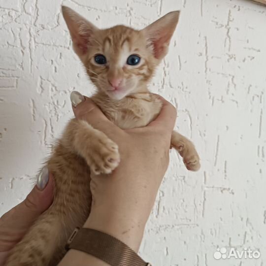 Ориентальные котята