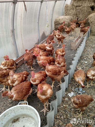 Куры голошейки