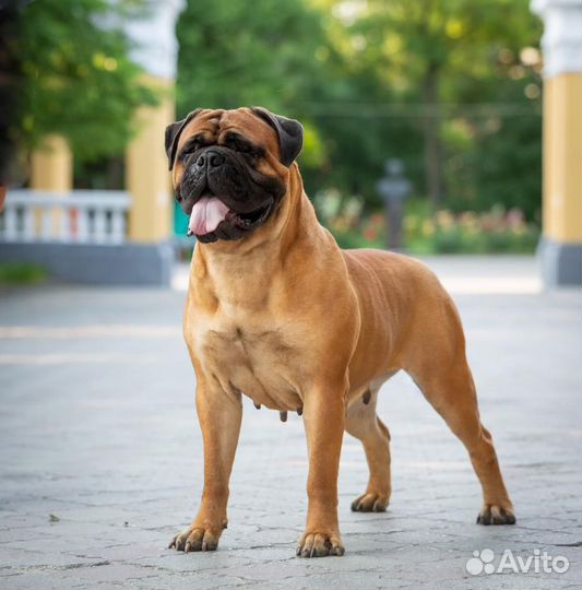 Щенки бульмастифа