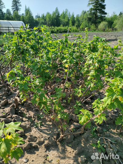 Саженцы черной смородины