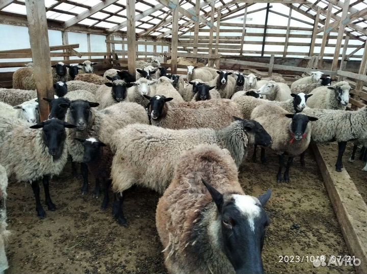 Овцы, бараны на разведение и на мясо