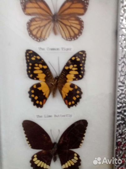 Коллекция бабочек