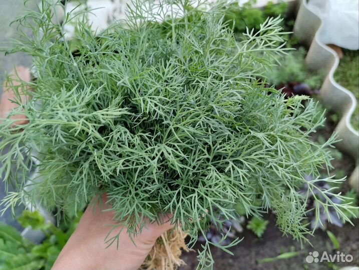 Укроп свежий