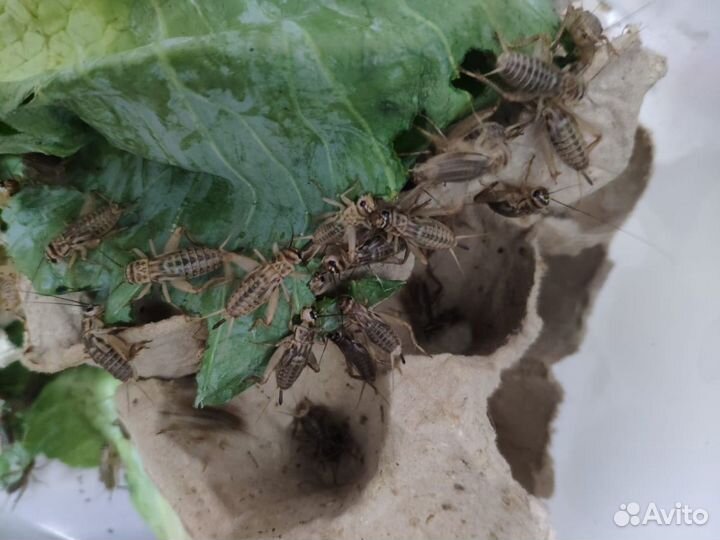 Сверчок, таракан, саранча, бражник и многое другое