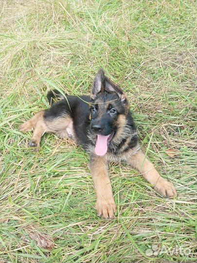 Щенки немецкой овчарки