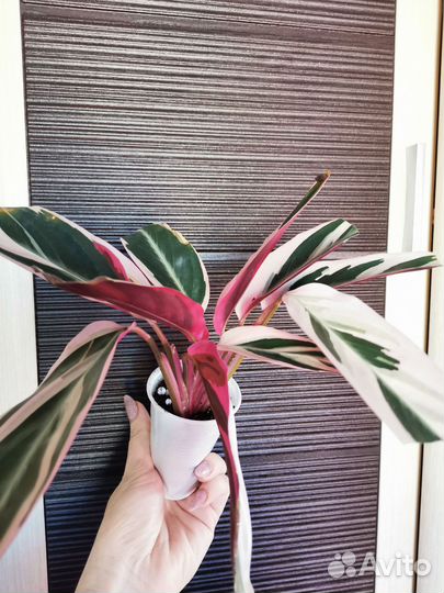 Строманта (бронь до понедельника')