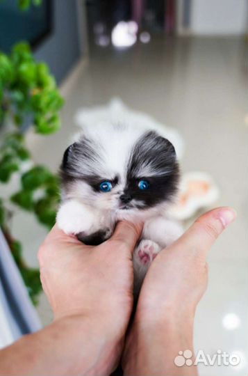 Померанский шпиц Микро из Кореи