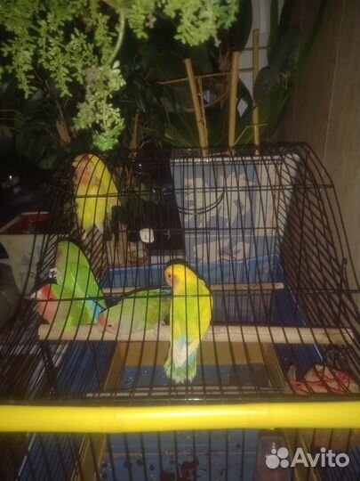 Попугаи неразлучники