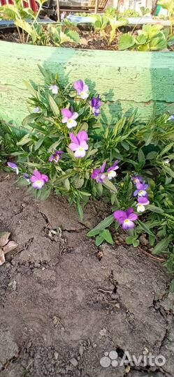 Анютины глазки