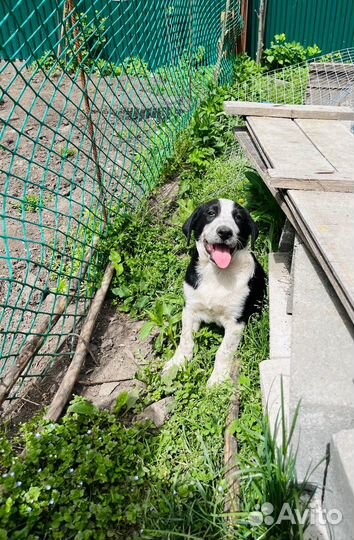 Щенок мальчик