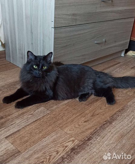 Котики в добрые руки