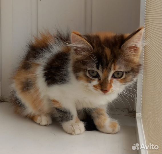 Норвежская трёхцветная малышка в добрые руки