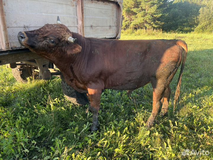 Быки и телки