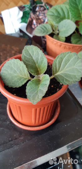 Цветы глоксиния