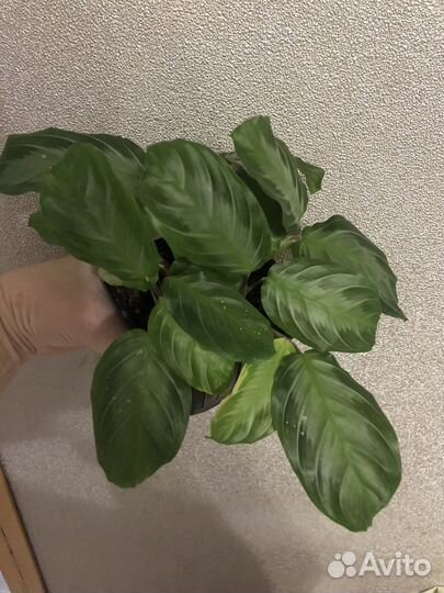 Комнатные цветы