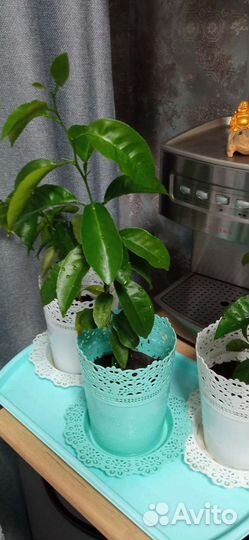 Лимонное дерево