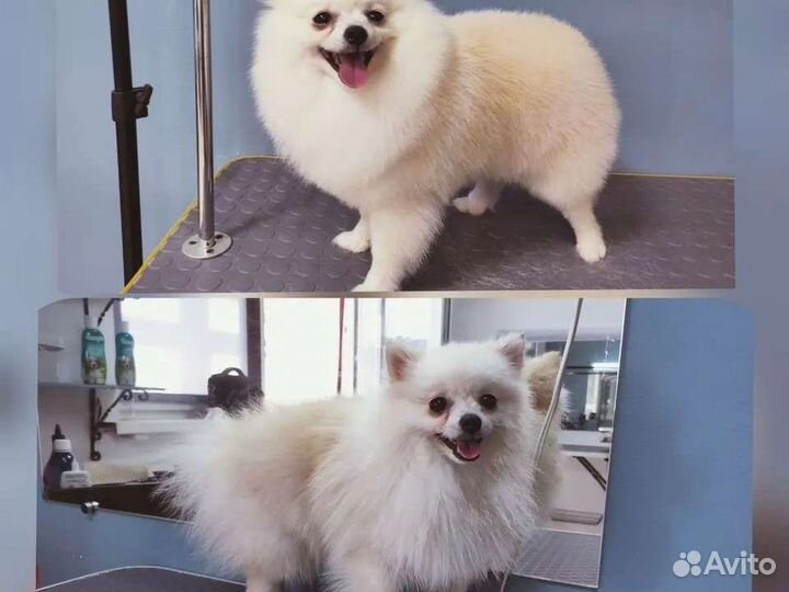 Грумер Сочи