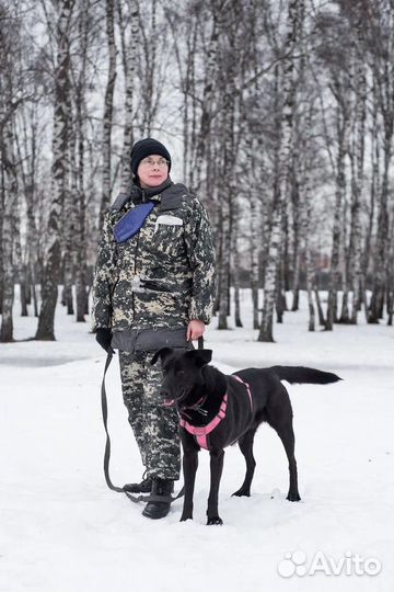 Красавец Вуди ищет дом