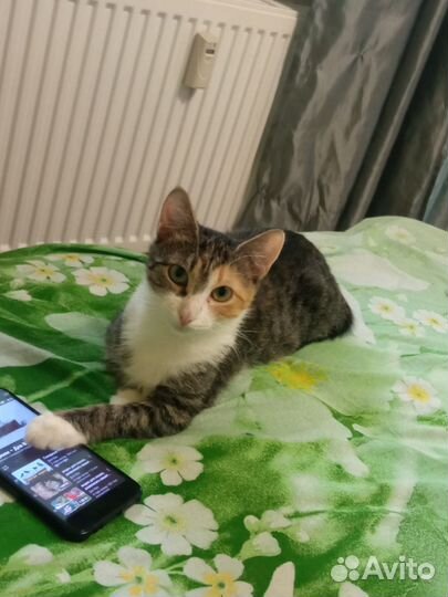 Милая кошечка