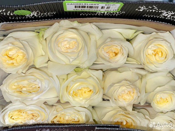 Пионовидные розы, цветы, букеты