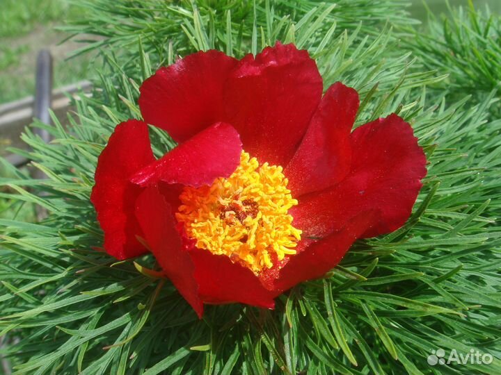 Пионы (саженцы), Бартзелла