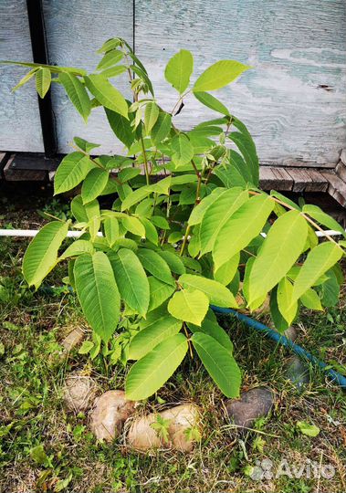 Маньчжурский орех