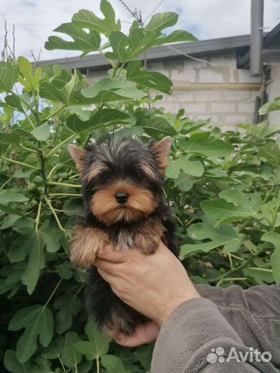 Девочки и мальчики йоркширский терьер. Доставка