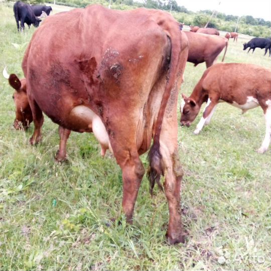 Корова стельная дойная