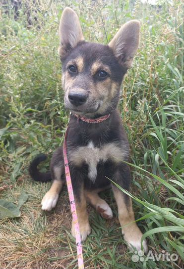 Щенки лайки помесь