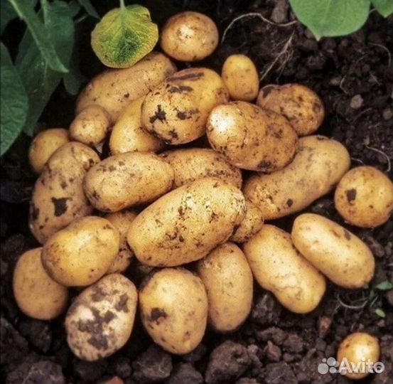 Семенной и Едовой Картофель Гидростроитель
