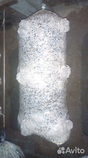 Грибные блоки вешенка