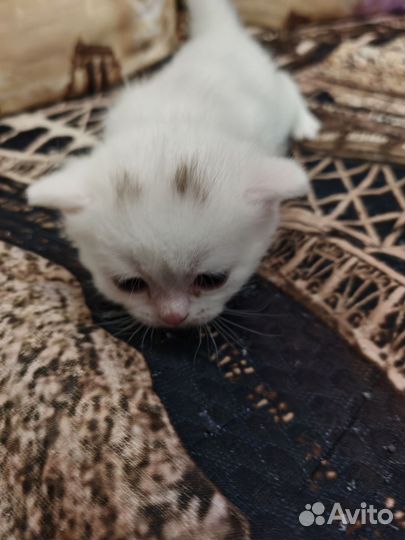 Шотландские вислоухие котята