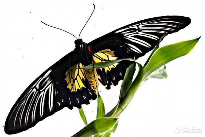 Домашняя Ферма для разведения бабочек д/ф-5